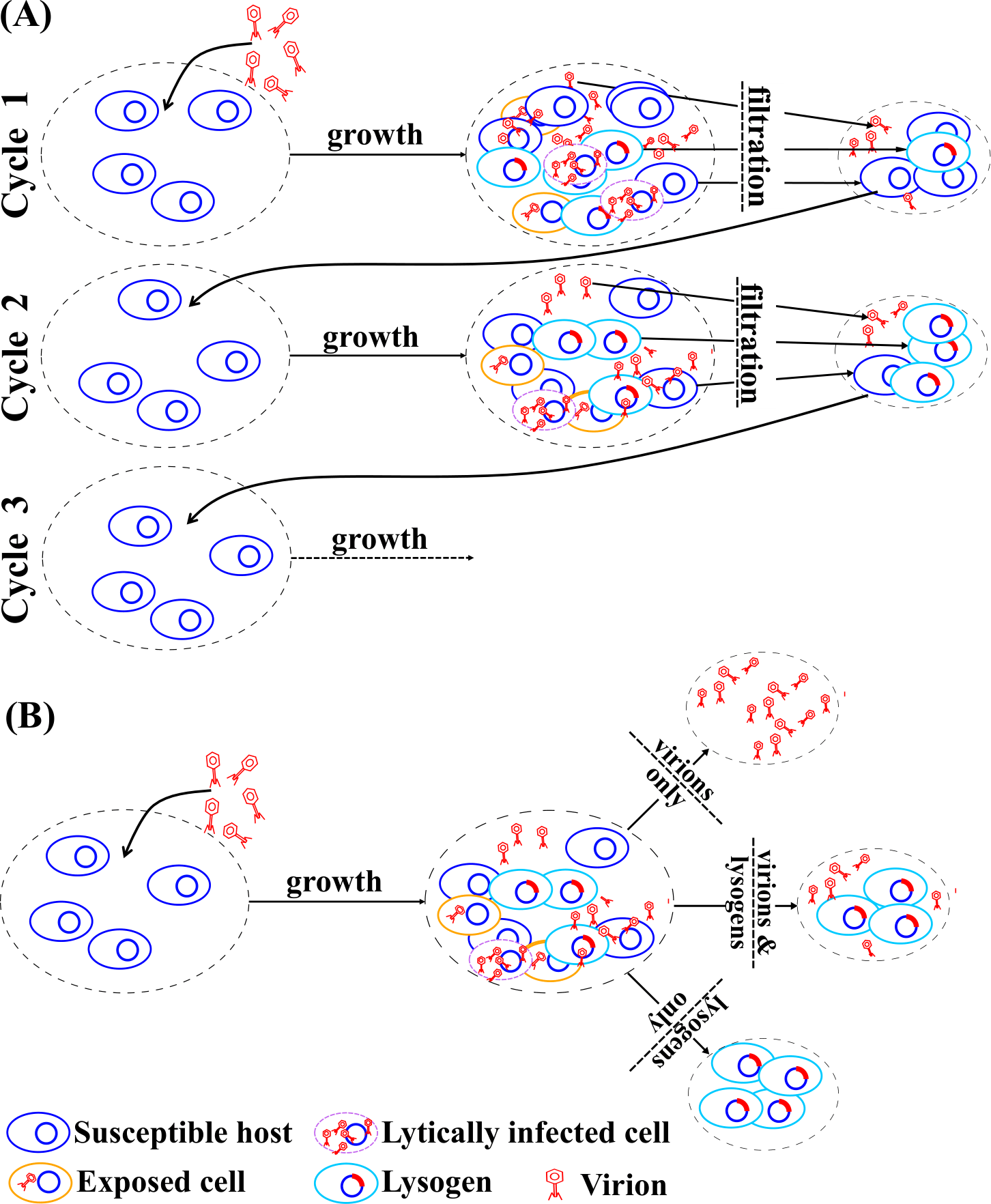 Model schematic